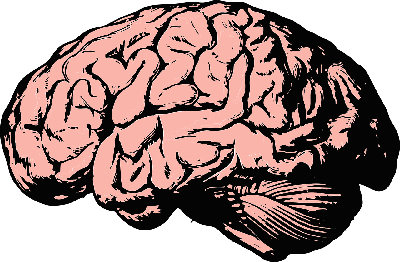 Lär dig om Hjärnans delar 2023 - hjärnans 4 olika lober